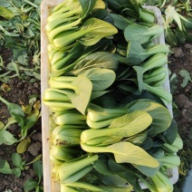 夏如意夏季耐热青梗菜种子小油菜夏天种植的蔬菜上海青种籽