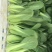 夏如意夏季耐热青梗菜种子小油菜夏天种植的蔬菜上海青种籽