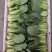 夏如意夏季耐热青梗菜种子小油菜夏天种植的蔬菜上海青种籽