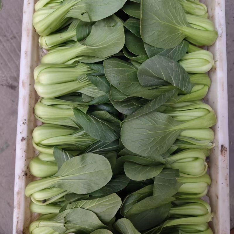 夏如意夏季耐热青梗菜种子小油菜夏天种植的蔬菜上海青种籽