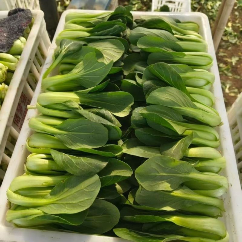 夏如意夏季耐热青梗菜种子小油菜夏天种植的蔬菜上海青种籽