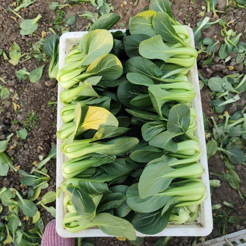 夏如意夏季耐热青梗菜种子小油菜夏天种植的蔬菜上海青种籽