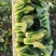夏如意夏季耐热青梗菜种子小油菜夏天种植的蔬菜上海青种籽