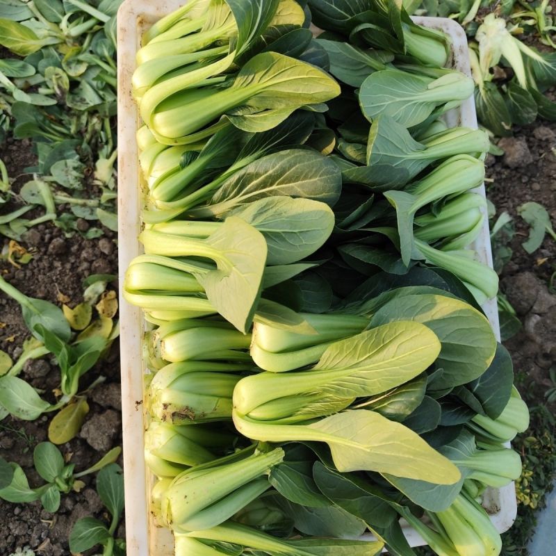 夏如意夏季耐热青梗菜种子小油菜夏天种植的蔬菜上海青种籽