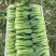夏如意夏季耐热青梗菜种子小油菜夏天种植的蔬菜上海青种籽