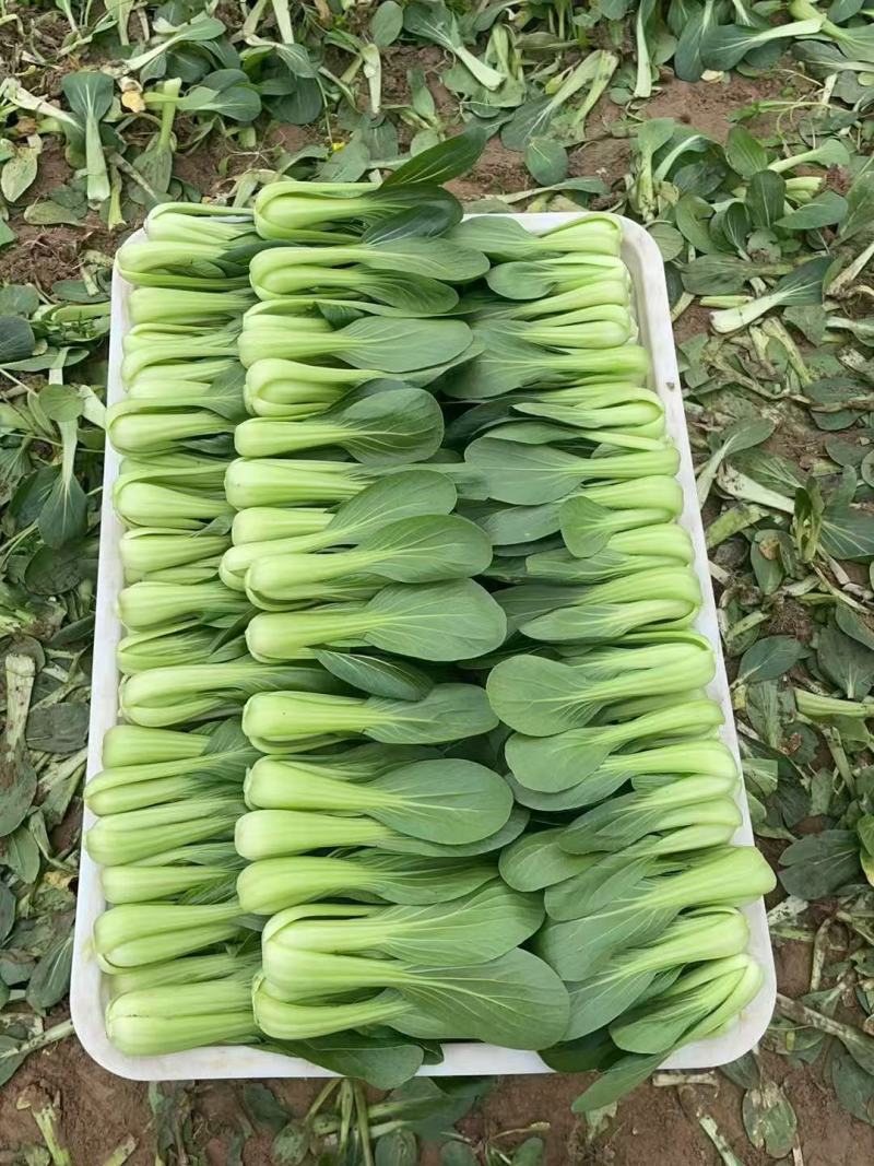 夏如意夏季耐热青梗菜种子小油菜夏天种植的蔬菜上海青种籽
