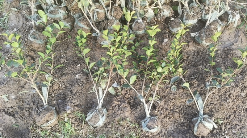 茶梅裸根树型矮小，为常绿灌木，形态兼具茶花和梅花的特色