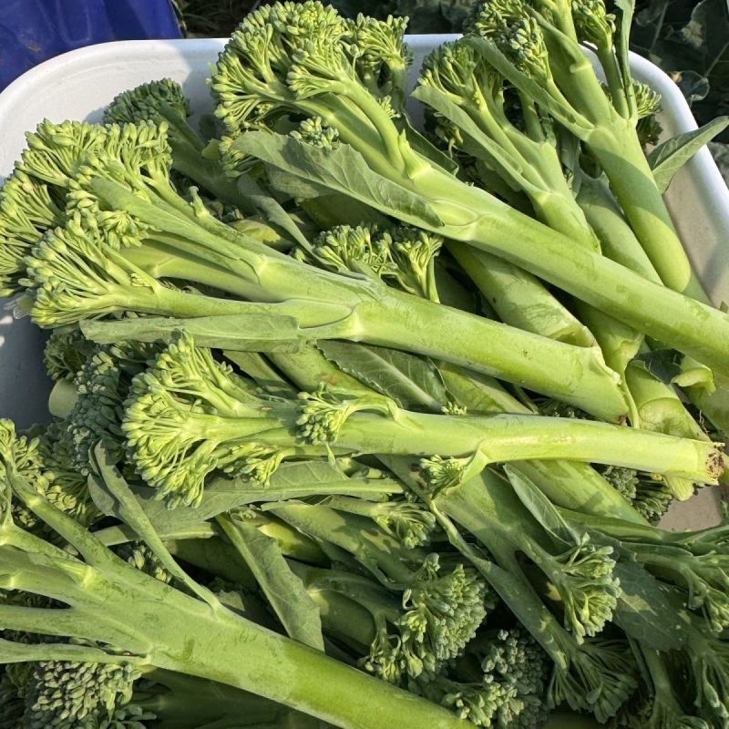 美味西兰苔种子茎杆纤维少风味好分枝多芥兰芥菜苔阳台庭院