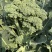 美味西兰苔种子茎杆纤维少风味好分枝多芥兰芥菜苔阳台庭院