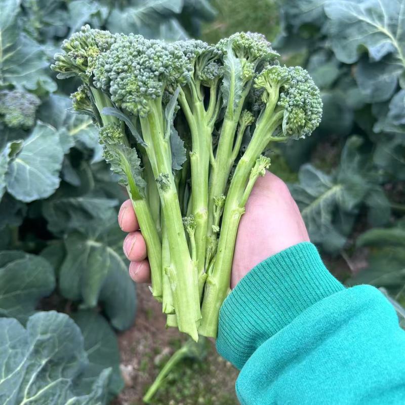 美味西兰苔种子茎杆纤维少风味好分枝多芥兰芥菜苔阳台庭院