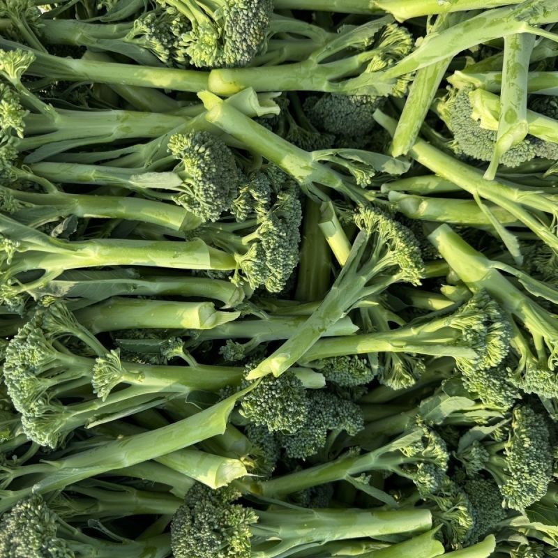 美味西兰苔种子茎杆纤维少风味好分枝多芥兰芥菜苔阳台庭院