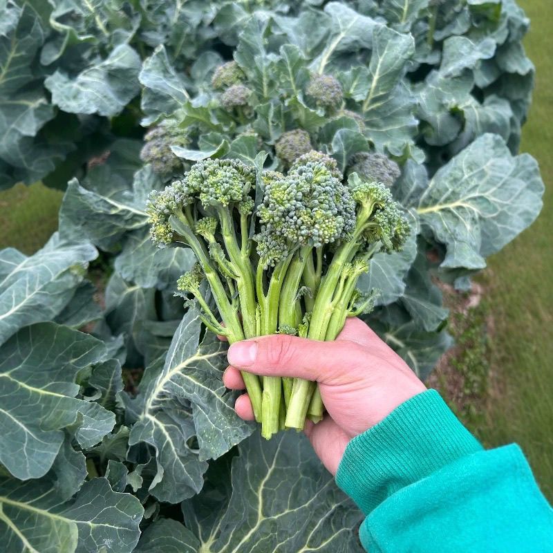 美味西兰苔种子茎杆纤维少风味好分枝多芥兰芥菜苔阳台庭院