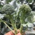 美味西兰苔种子茎杆纤维少风味好分枝多芥兰芥菜苔阳台庭院