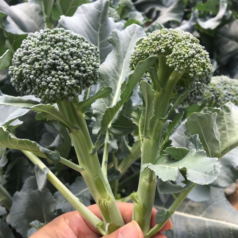 美味西兰苔种子茎杆纤维少风味好分枝多芥兰芥菜苔阳台庭院