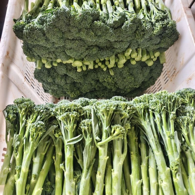 美味西兰苔种子茎杆纤维少风味好分枝多芥兰芥菜苔阳台庭院