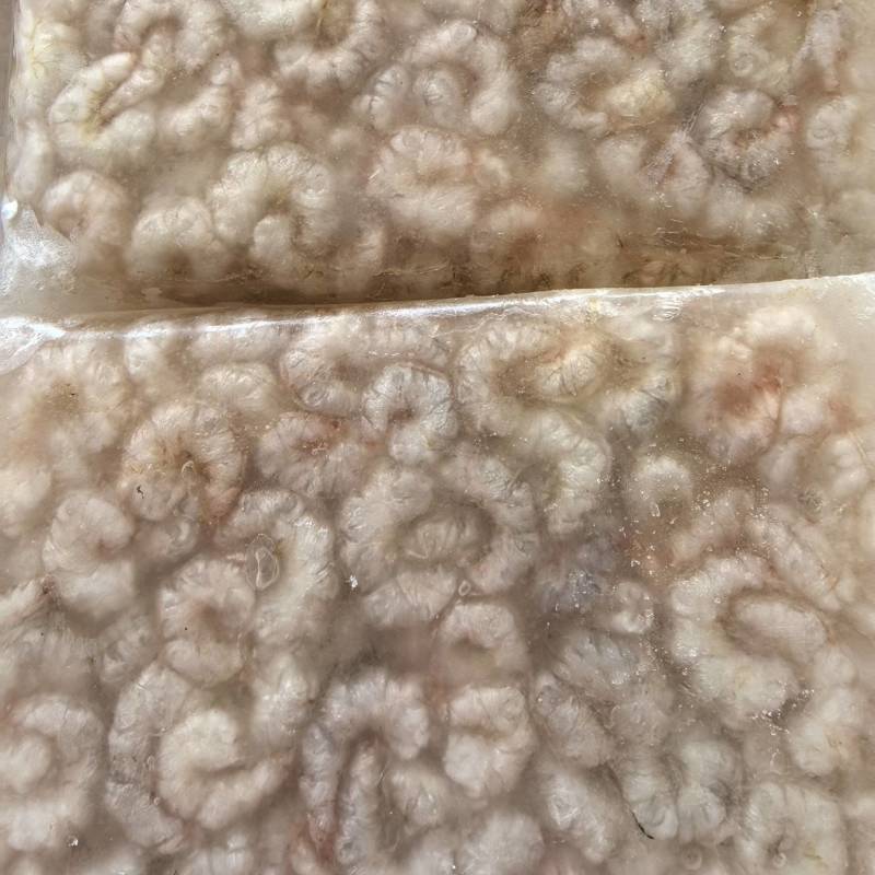 淡水河虾欢迎合作共赢