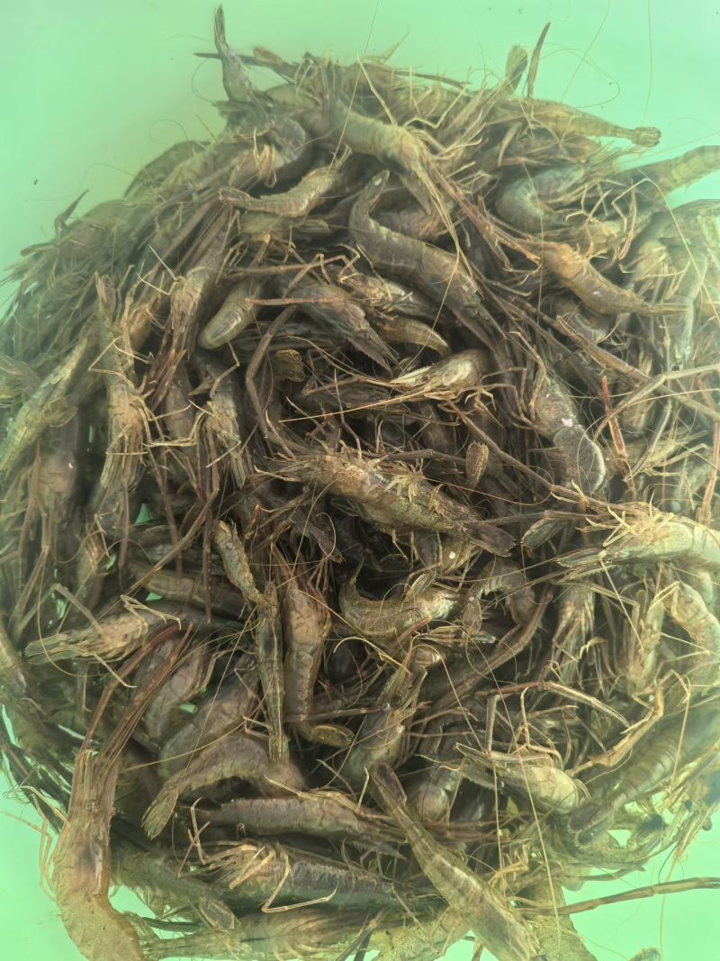 淡水河虾欢迎合作共赢