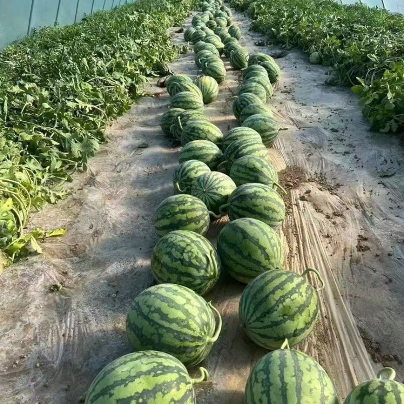 山东沂蒙山万亩基地甜王西瓜大量上市对接各大平台电商