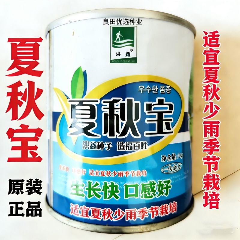 夏秋宝白萝卜种子夏季耐高温抗热纯白萝卜种子水果萝卜种子
