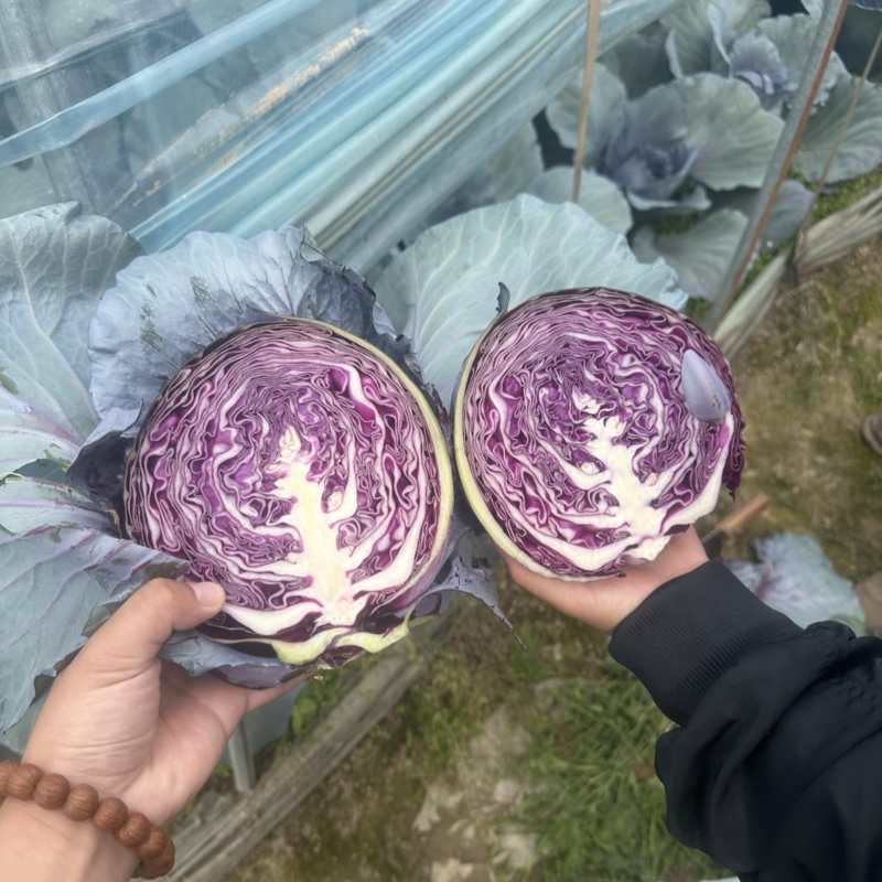 紫甘蓝