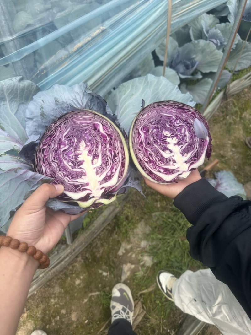 紫甘蓝
