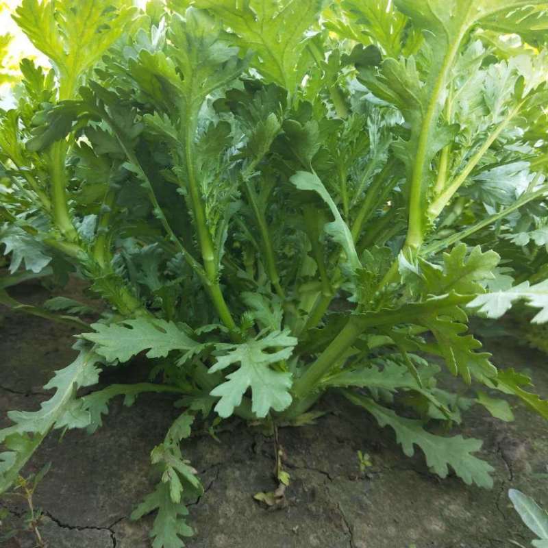 大叶茼蒿种子四季盆栽大田基地蔬菜皇帝菜青菜小叶茼蒿蔬菜种