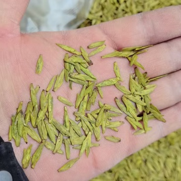 甘肃省陇南市文县碧口镇龙井43号茶叶