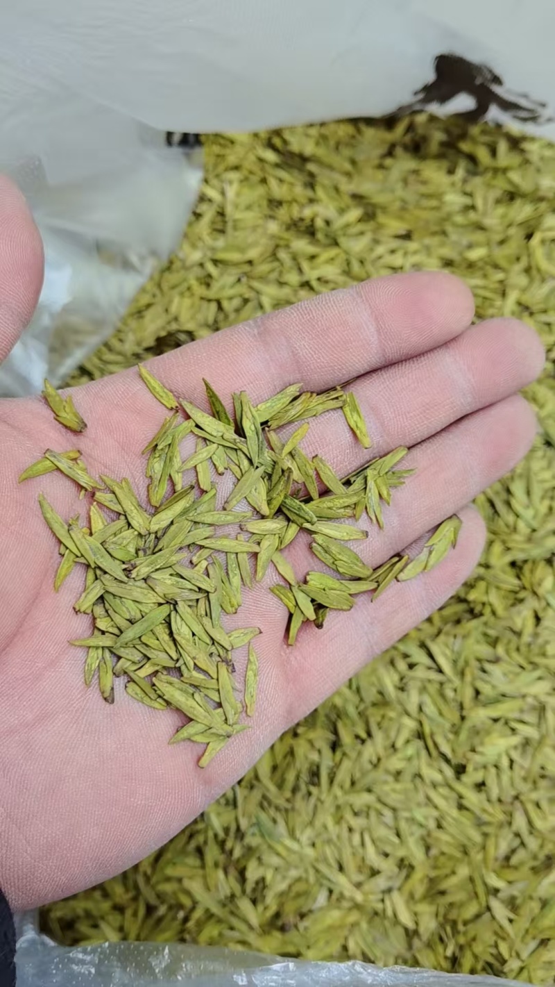 甘肃省陇南市文县碧口镇龙井43号茶叶
