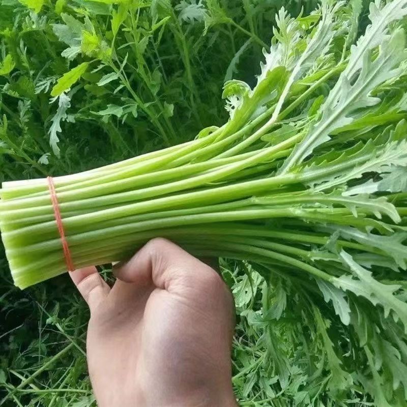 大叶茼蒿种子四季盆栽大田基地蔬菜皇帝菜青菜小叶茼蒿蔬菜种