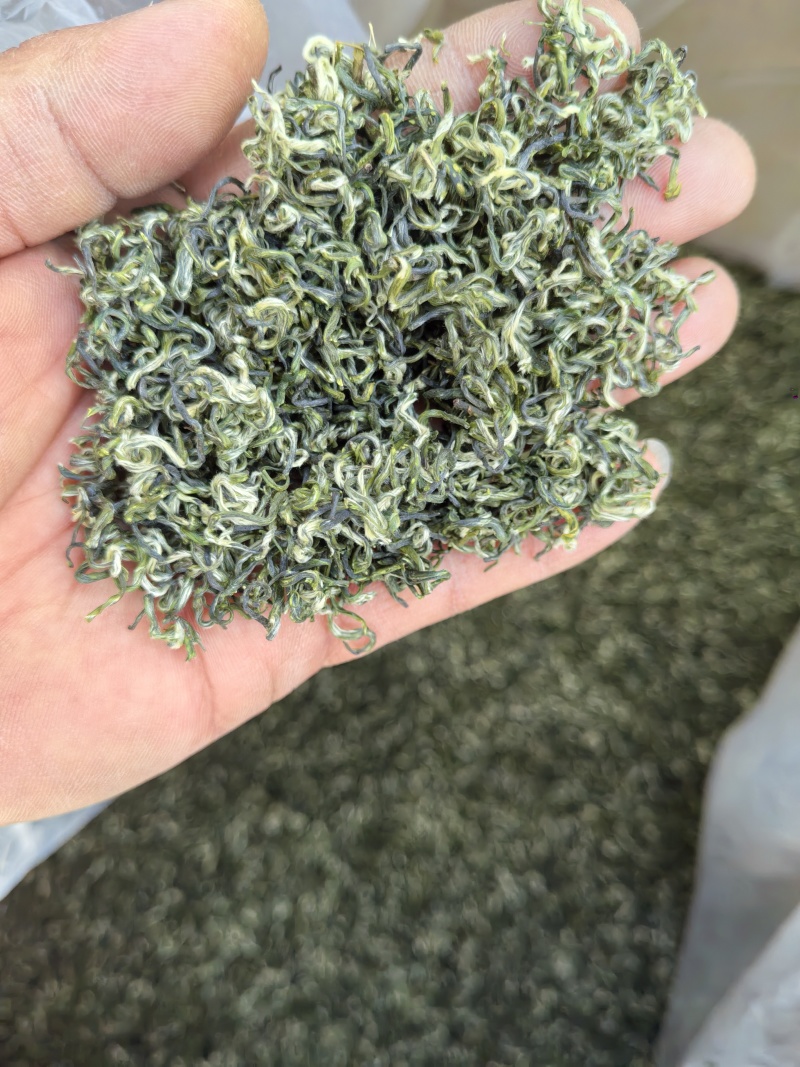 甘肃省陇南市文县碧口镇龙井43号茶叶
