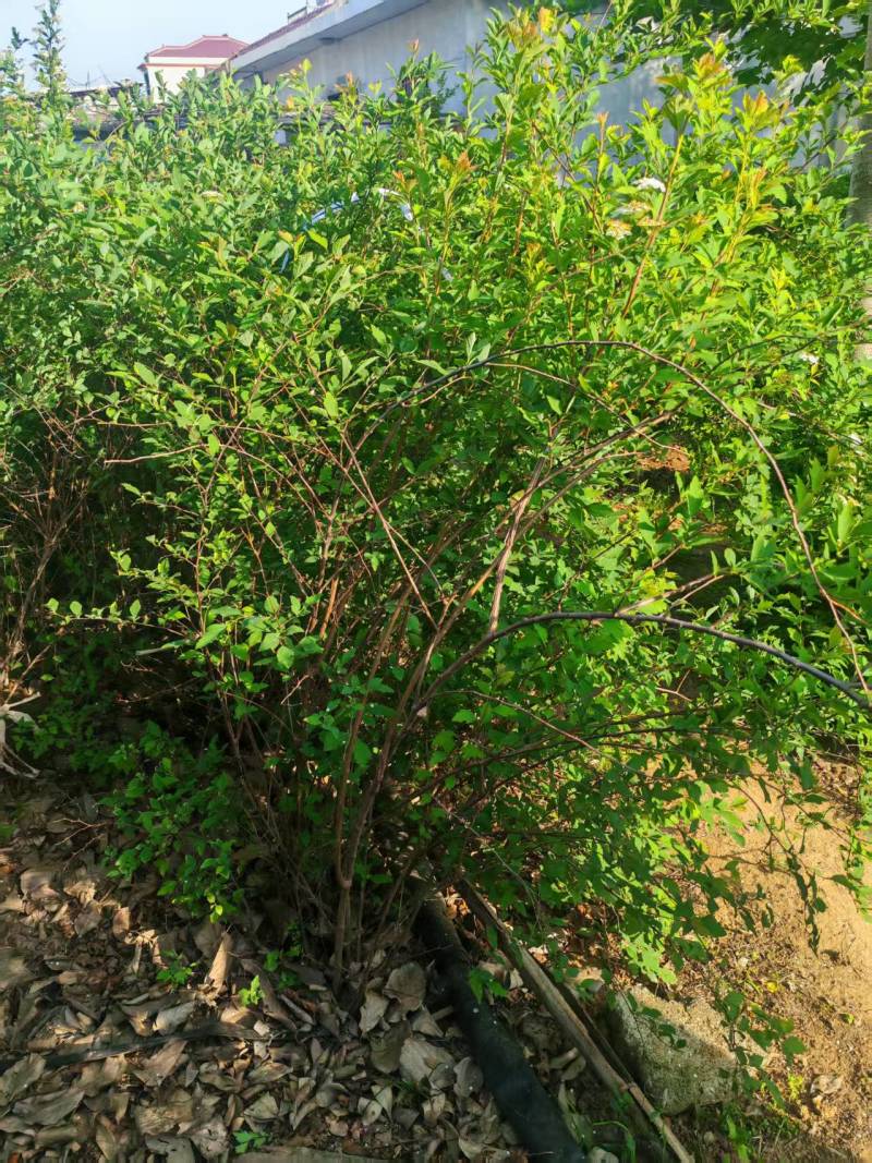 产地直销，冠幅100厘米珍珠梅球