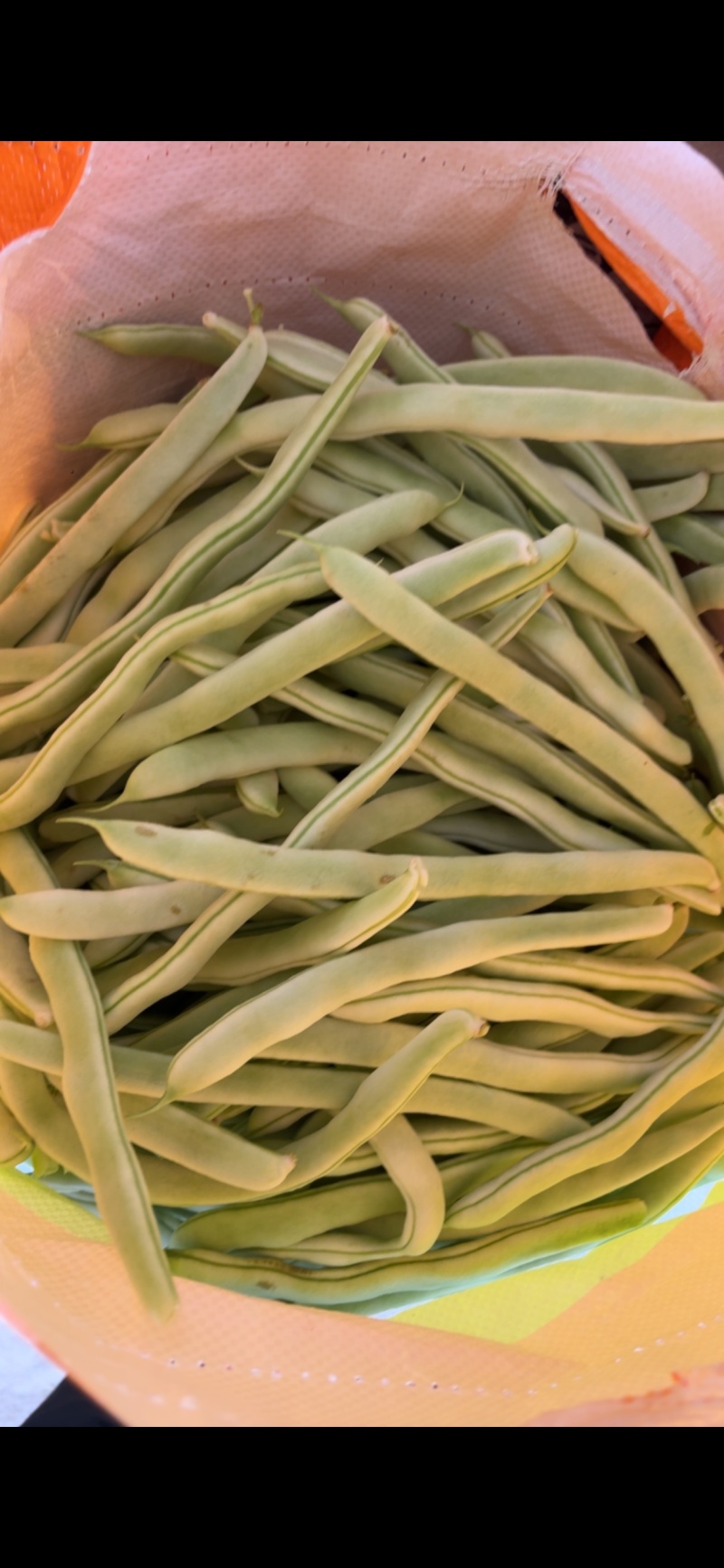 白不老四季豆油豆