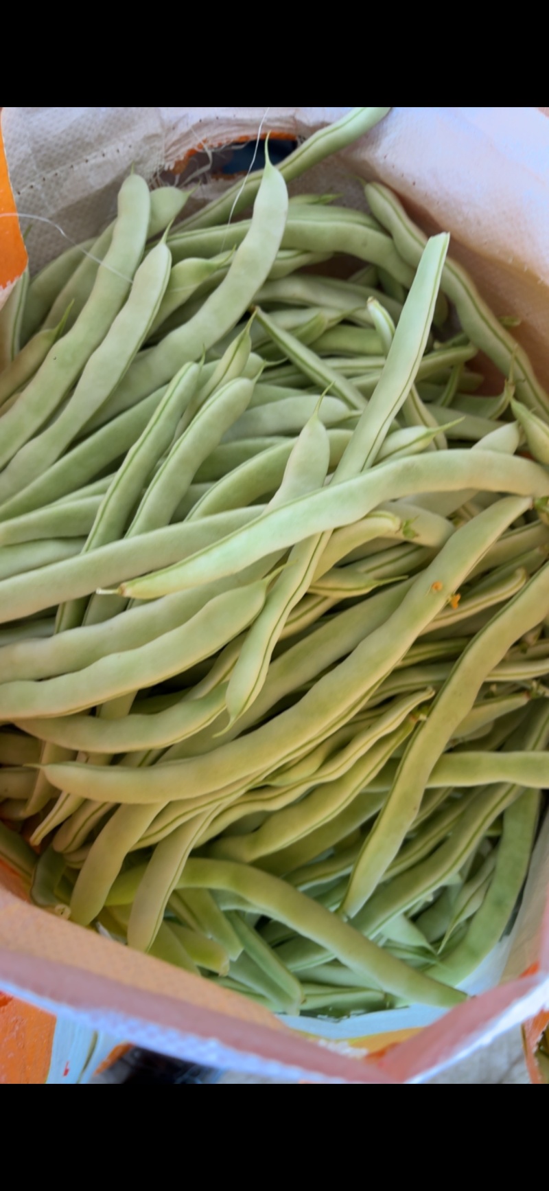 白不老四季豆油豆