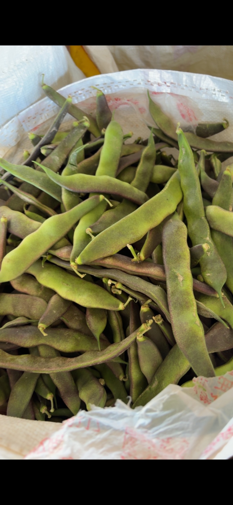 白不老四季豆油豆
