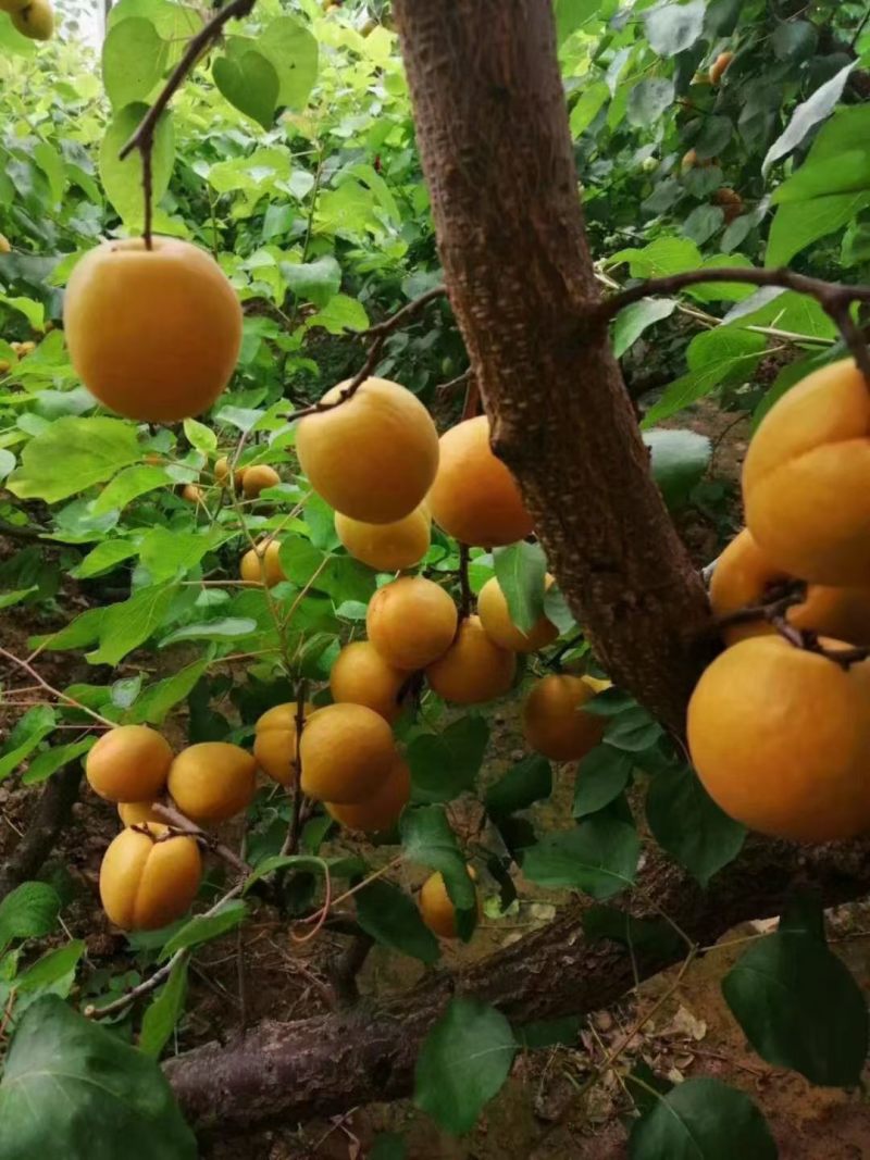 山西露天金太阳杏大量上市，当地代办请联系图片里面电话。
