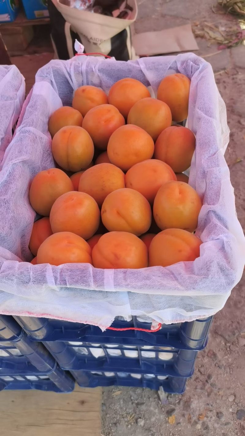 山西露天金太阳杏大量上市，当地代办请联系图片里面电话。