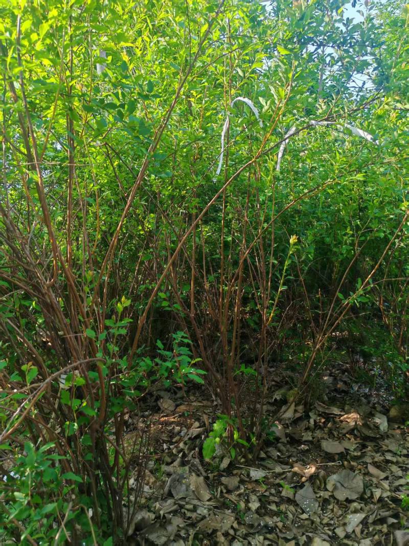 冠幅150厘米珍珠梅球