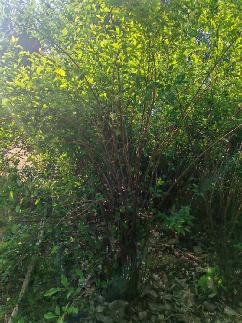 冠幅150厘米珍珠梅球