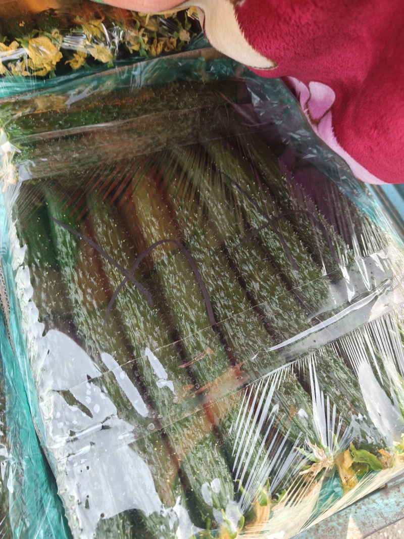 顶花带刺黄瓜上市了有需要的联系