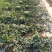 精品甜王西瓜，糖度高，皮薄肉厚保质保量
