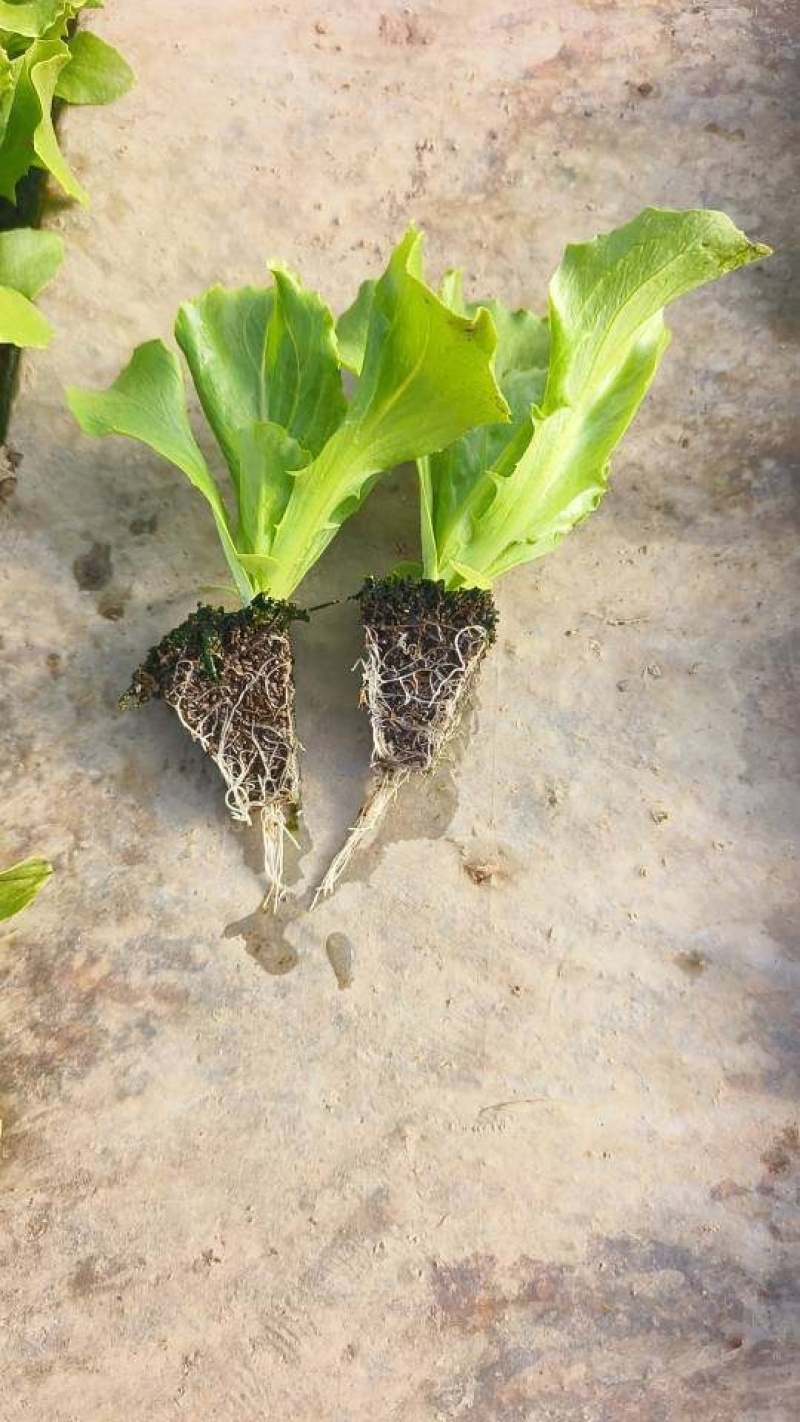 生菜苗