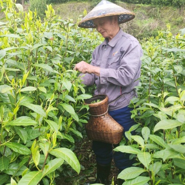 湘西高山云雾绿茶，红茶，电话和微***********
