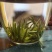 湘西高山云雾绿茶，红茶，电话和微***********