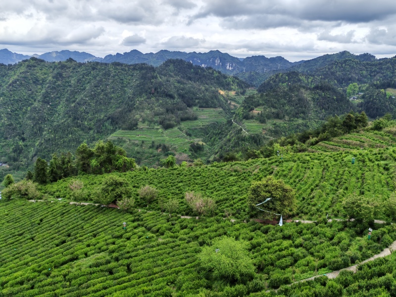 湘西高山云雾绿茶，红茶，电话和微***********
