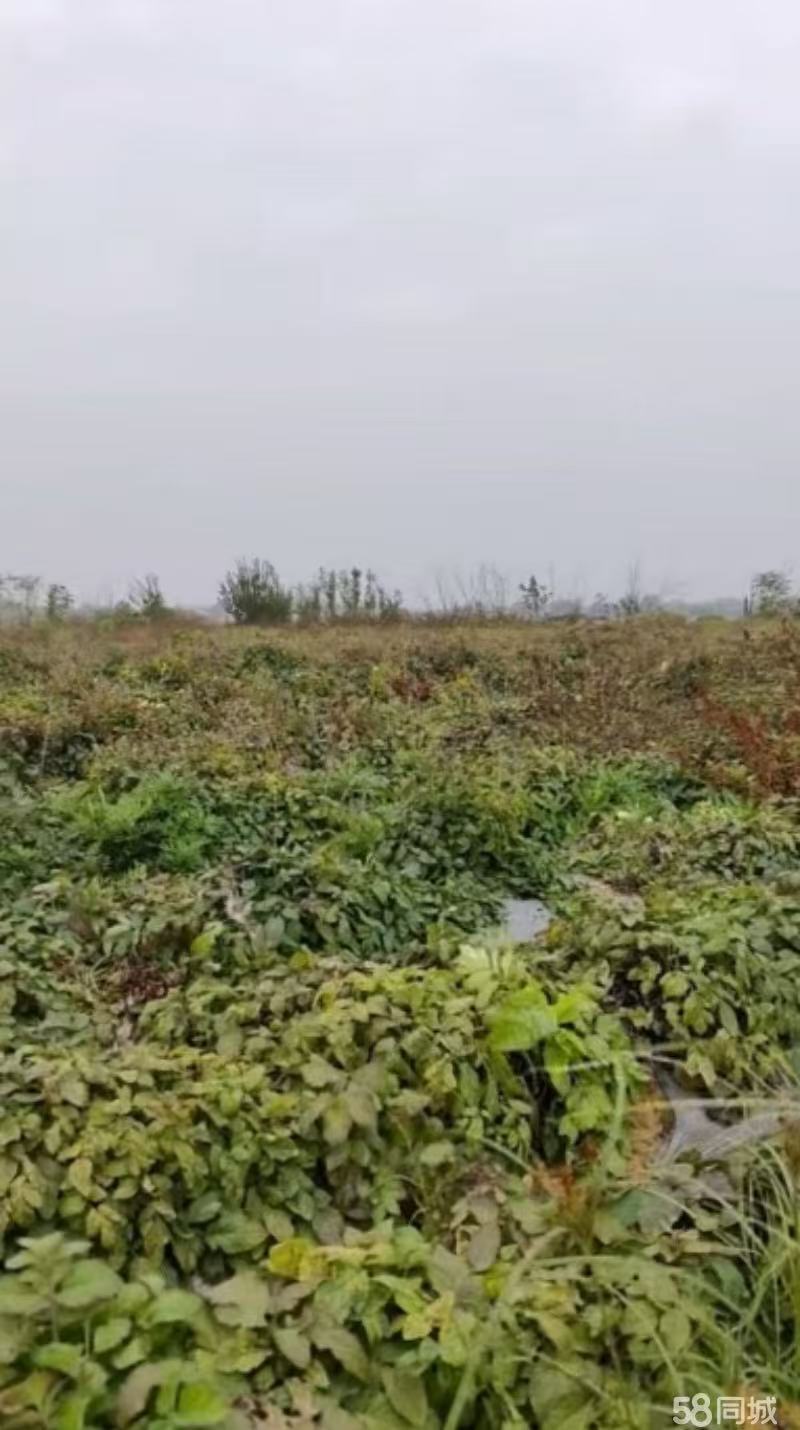 省下几十万！袁家村旁土地，带井带变，车直抵地头，即租即种