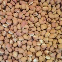 【推荐】炒蚕豆系列/厂家直发/视频看货/品质保证/电询