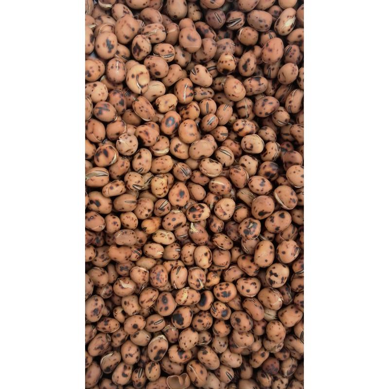 【推荐】炒蚕豆系列/厂家直发/视频看货/品质保证/电询