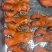 山东省临沂市沂南县熟猪头肉1斤一包，厂家直销