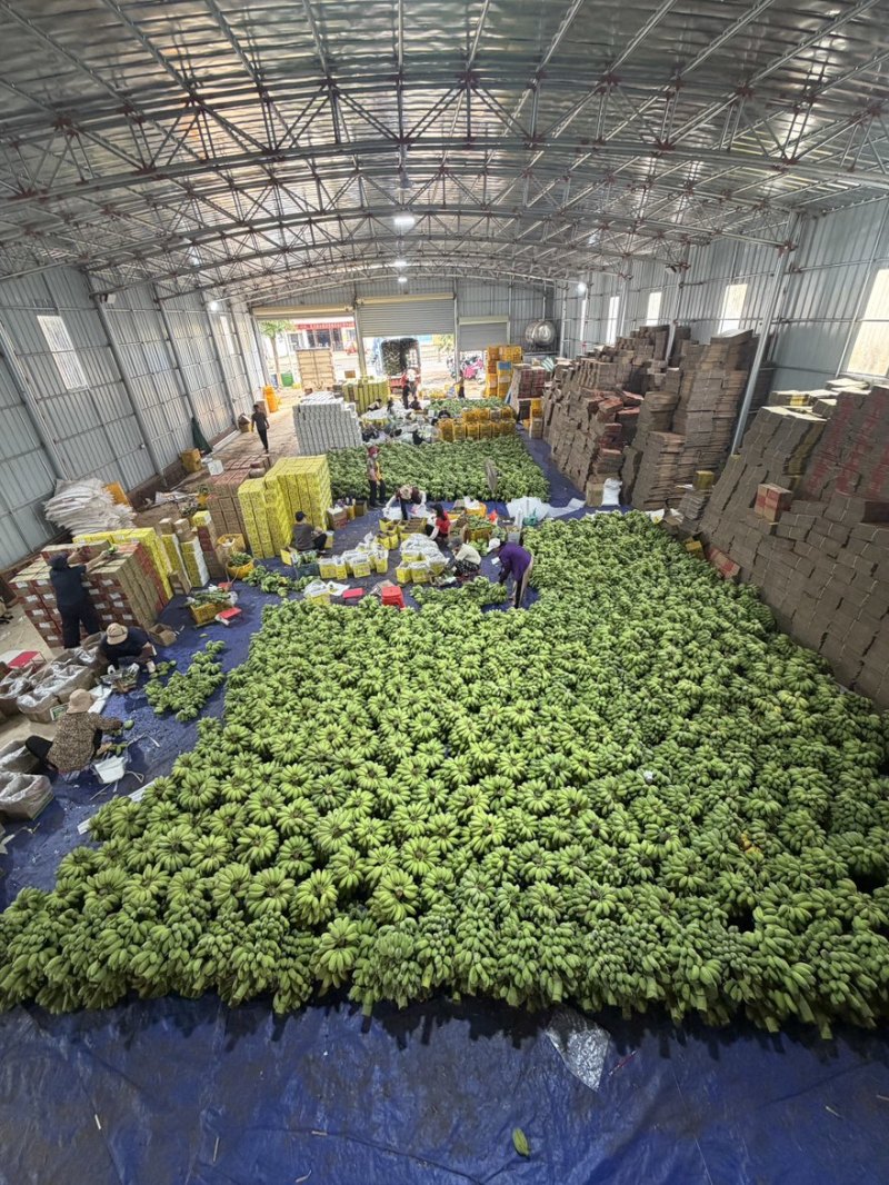 苹果蕉一件代发源头产地直发，欢迎电商直播老板砸单
