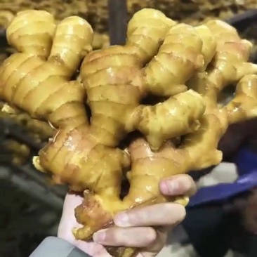 生姜，产地一手货源，价格便宜，质量保证。